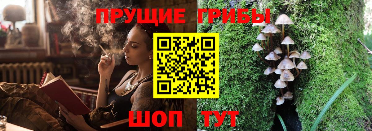 Псилоцибиновые грибы Cubensis Аргун
